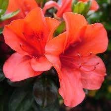 Azalea 'Firetower' 2.5L