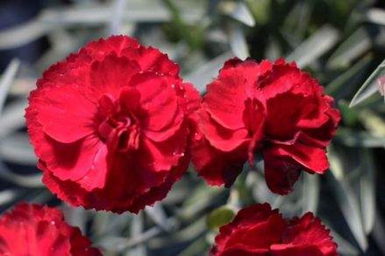 Dianthus 'Rebekah' 2L