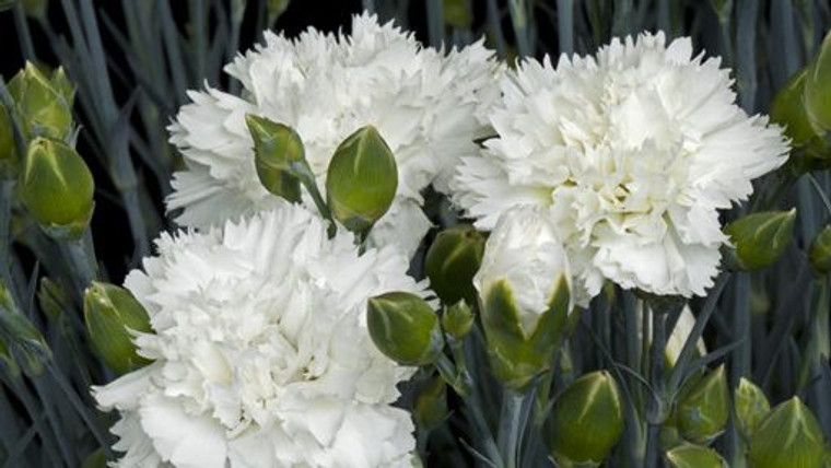 Dianthus 'Memories' 1.5L