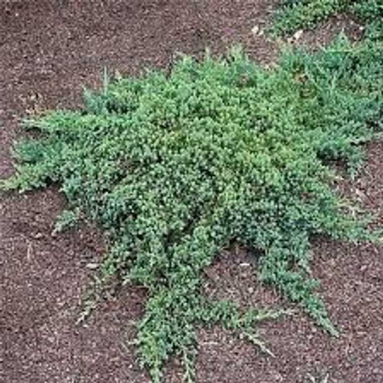 Juniperus procumbens 'Nana' 2.5L