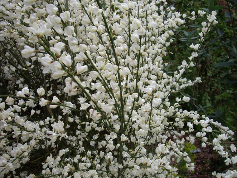 Cytisus multiflorus 'Albus' 2.5L