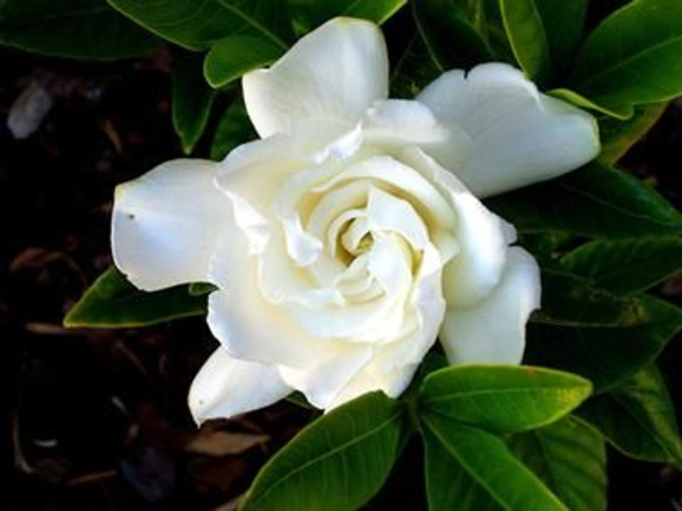 Gardenia 'Veitchi' 2L