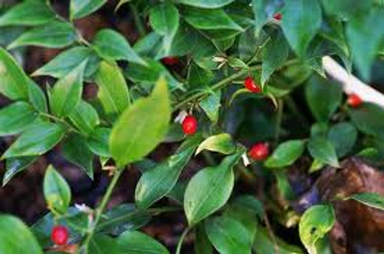 Sarcococca ruscifolia 3.5L