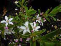 Eriostemon 'Bournda Beauty' 3.5L