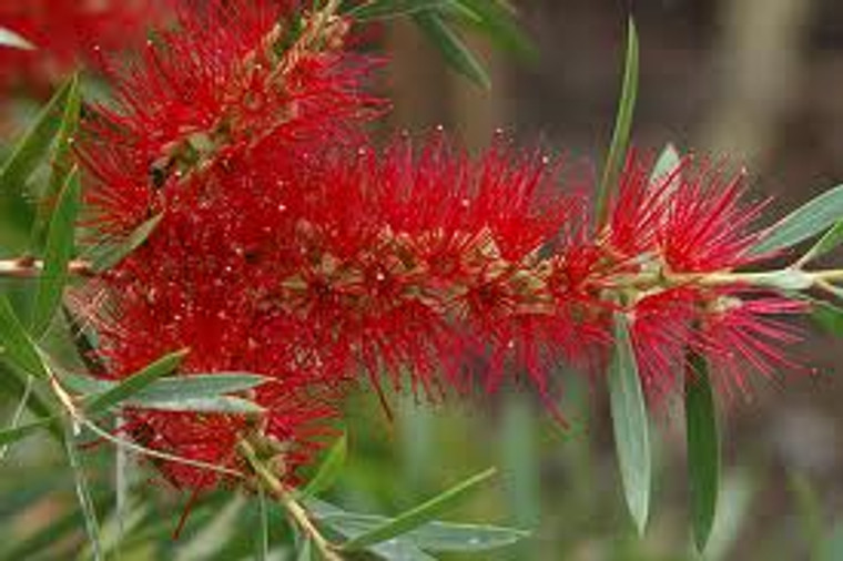 Callistemon 'Kings Park Specia 3.5L