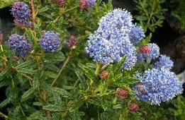 Ceanothus papillosus 'Roweanus 4.5L