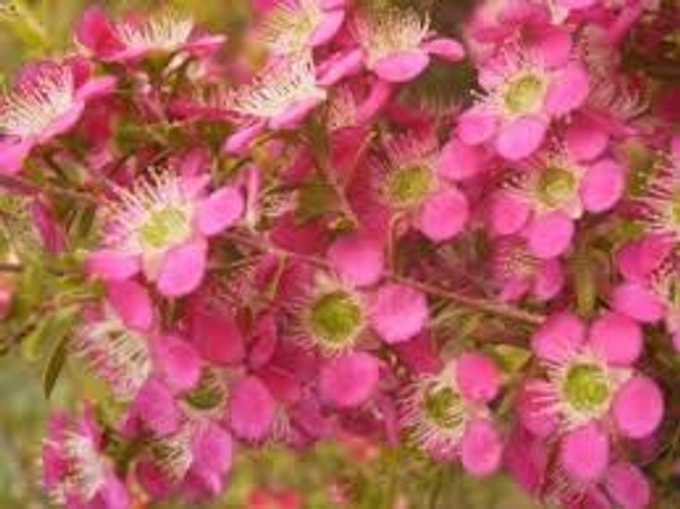 Leptospermum 'Tickled Pink' 3.5L