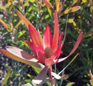 Leucadendron 'Candy Delight' 3.5L