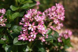 Escallonia 'Pink Ellie' 2.5L