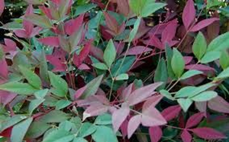 Nandina 'Flirt' 2L