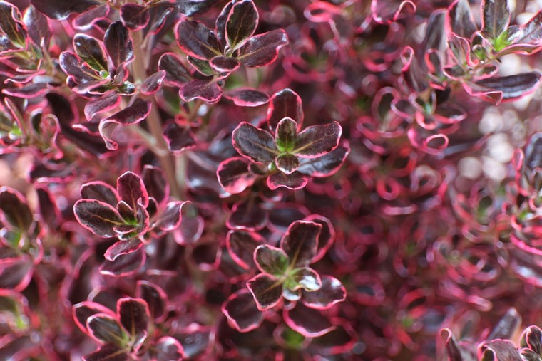 Coprosma 'Pacific Sunrise' 2L