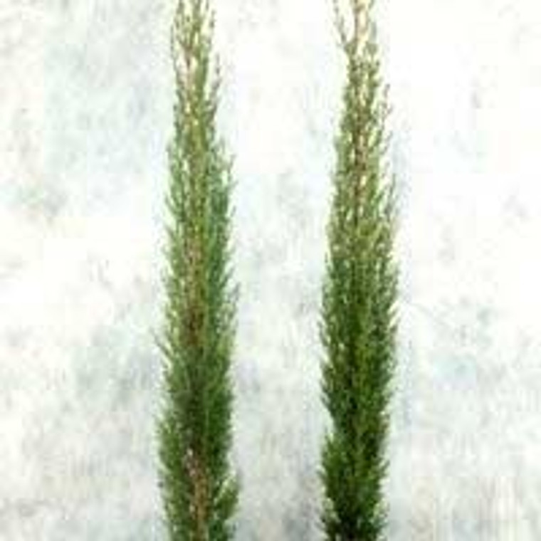 Cupressus 'Totem Hybrid' 2.5L