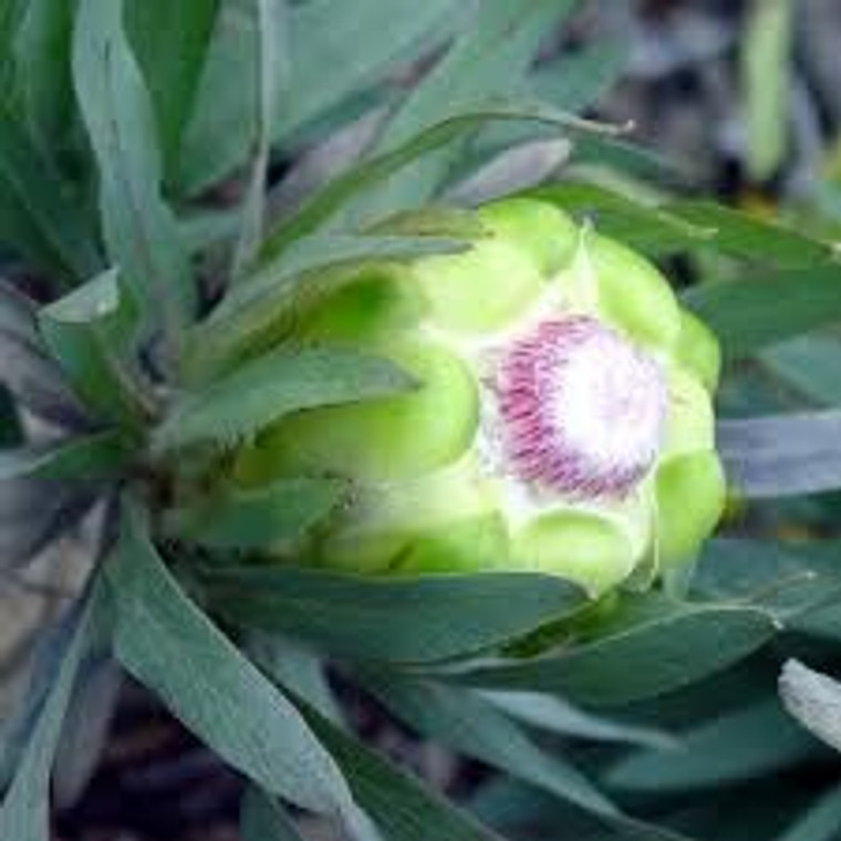 Protea coronata 2.5L