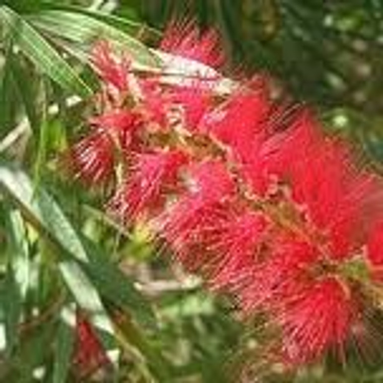 Callistemon 'Red Clusters' 3.5L