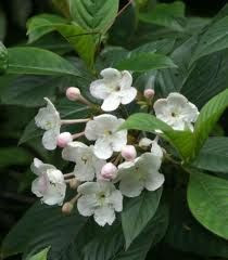 Luculia tsetensis 2.5L