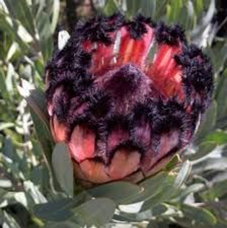 Protea laurifolia 'Rose Mink' 6L