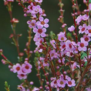 Astartea 'Winter Pink' 2.5L