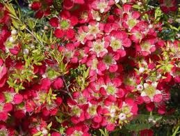 Leptospermum 'Outrageous' 3.5L