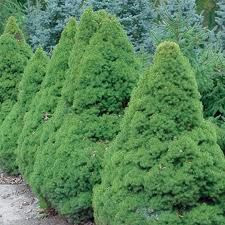 Picea glauca 'Conica' 6L