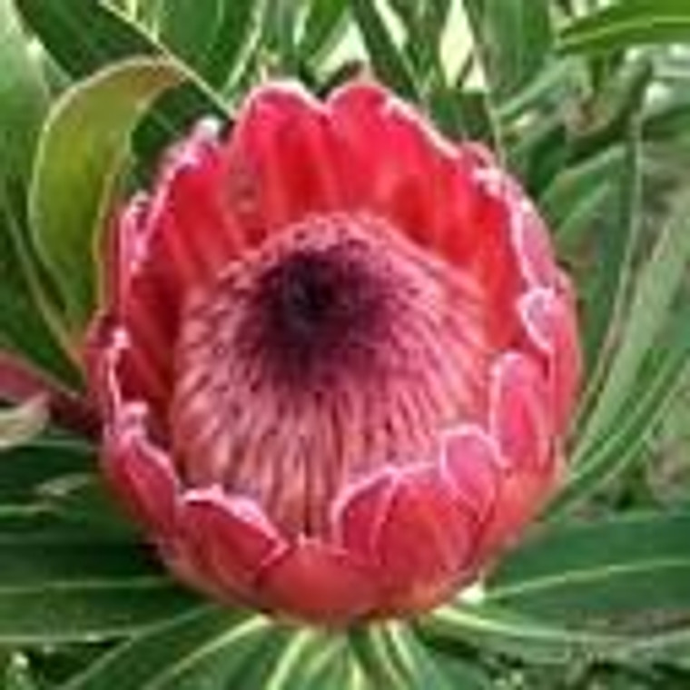 Protea 'Red Ice' 3.3L