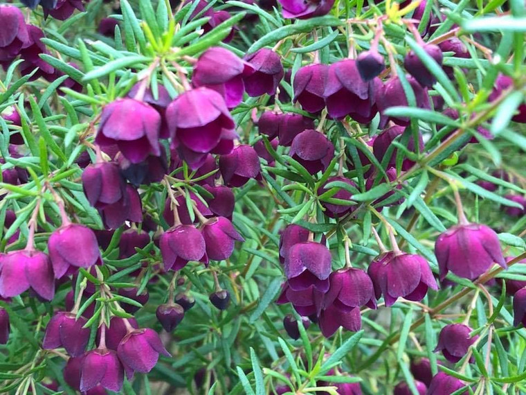 Boronia 'Purple Jared' 2.5L