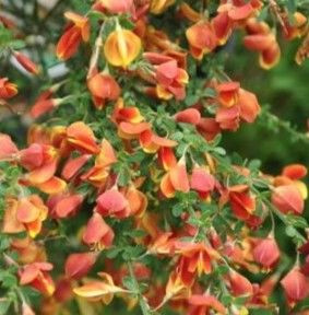 Cytisus dallimorei 'Lena' 2.5L (87504) 2.5L