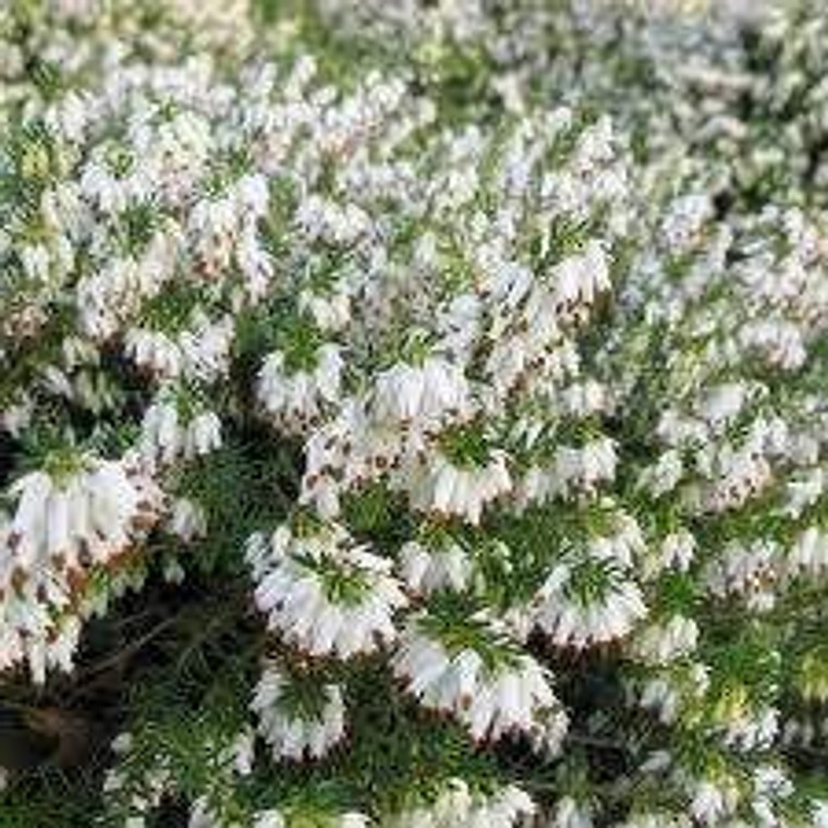 Erica carnea 'Springwood White 2.5L (90953) 2.5L