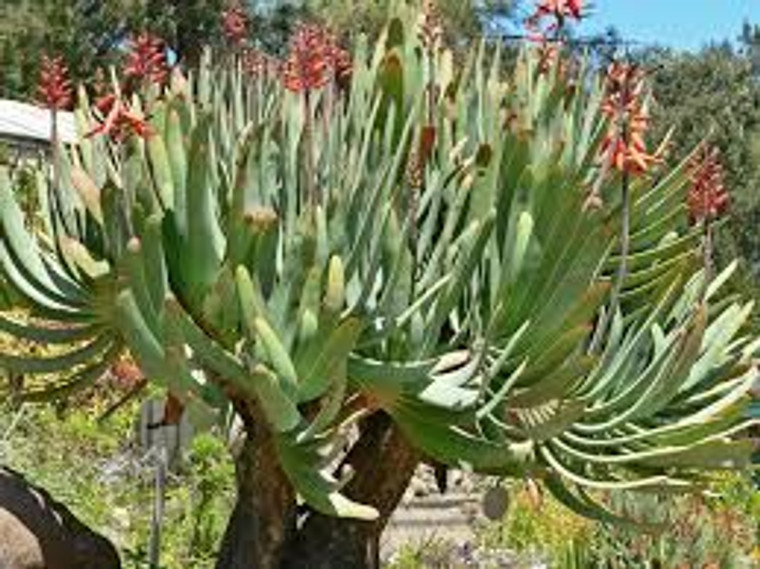 Aloe plicatilis 1.3L (73242) 1.3L