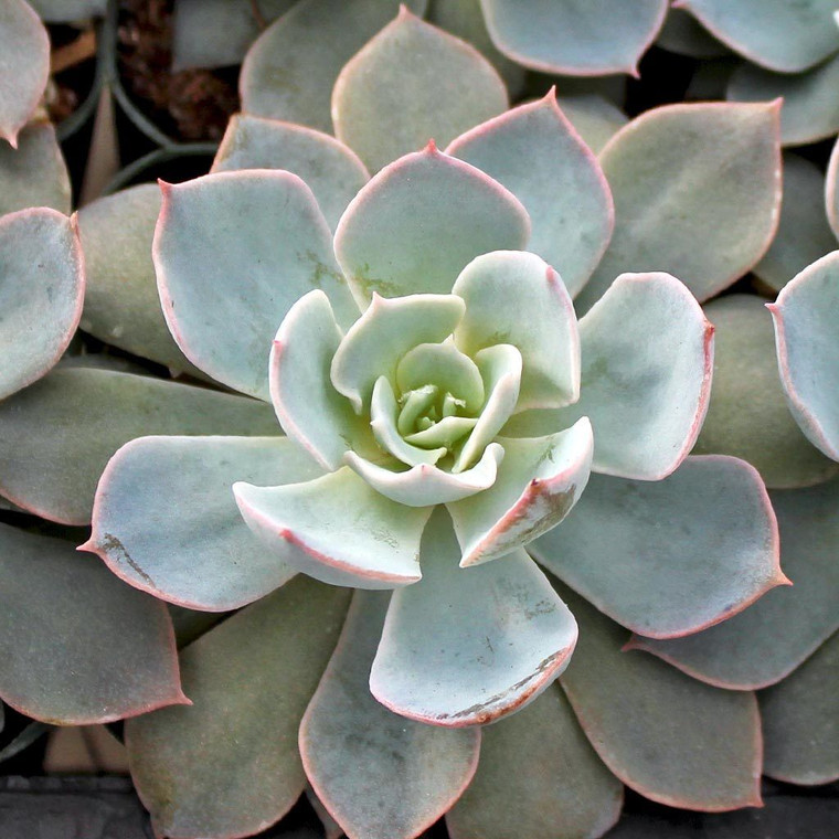 Echeveria 'Morning Beauty' 2L