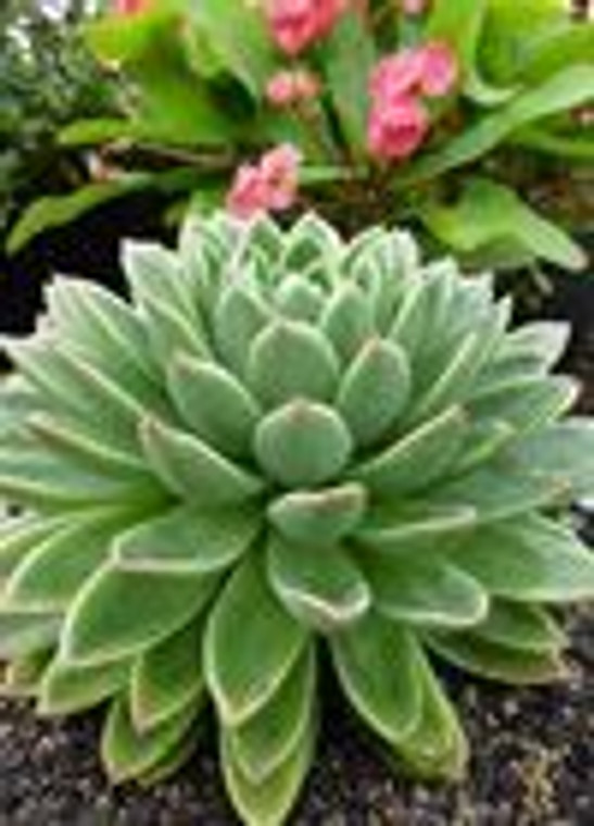 Echeveria 'Green Waterlily' 2L (88288) 2L