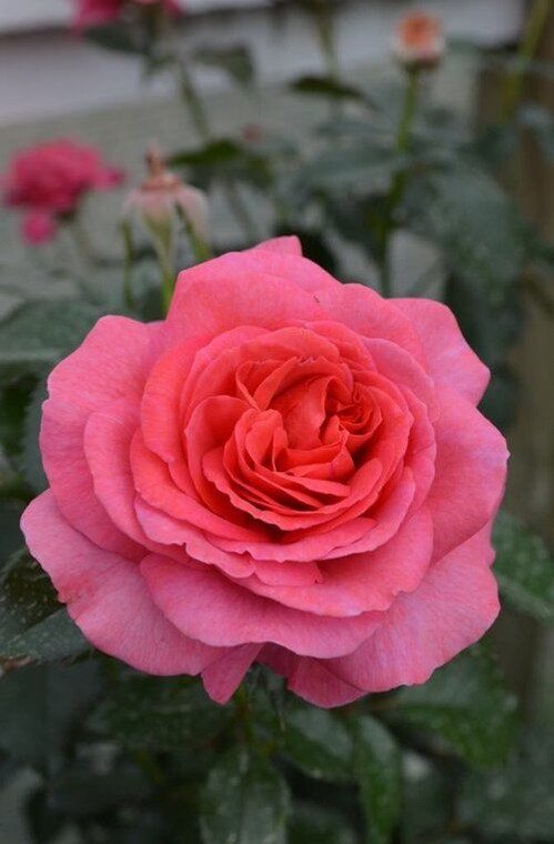 Rose 'Truly Special' 6L