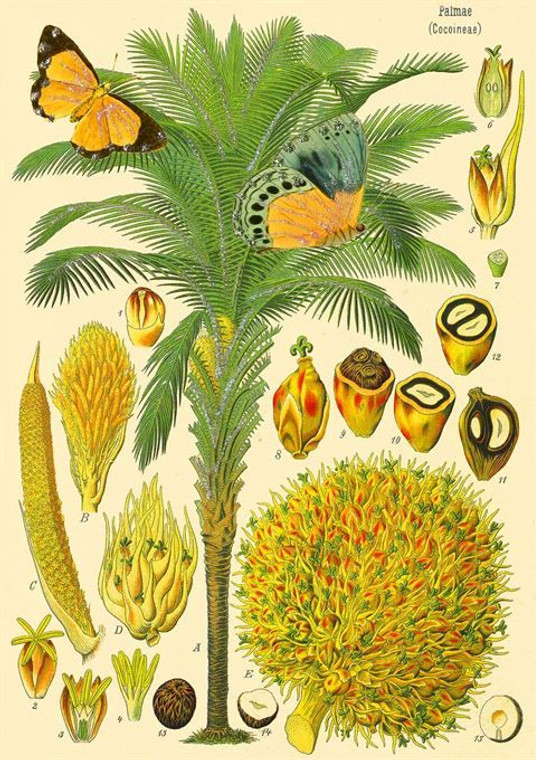 Card - Botanical No 5