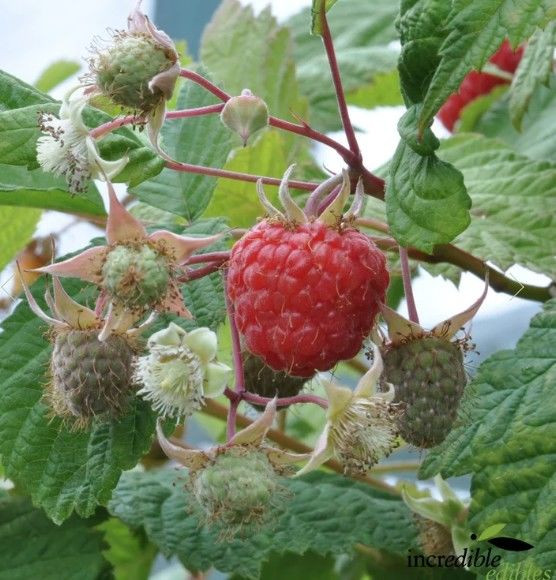 Raspberry 'Waiau' 3L