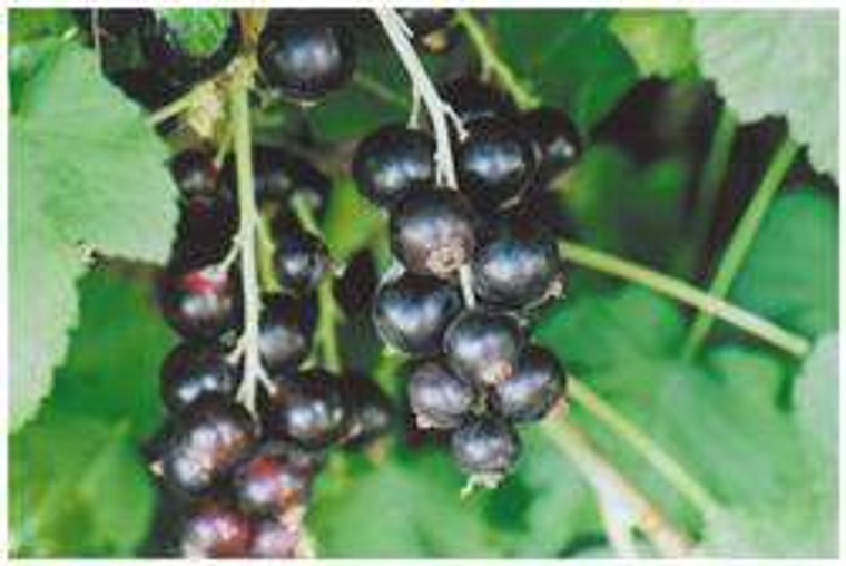 Blackcurrant 'Sefton' 3L