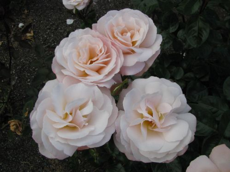 Rose 'Anniversary' 6L