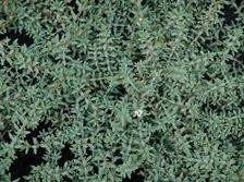 Pimelia prostrata 2.5L