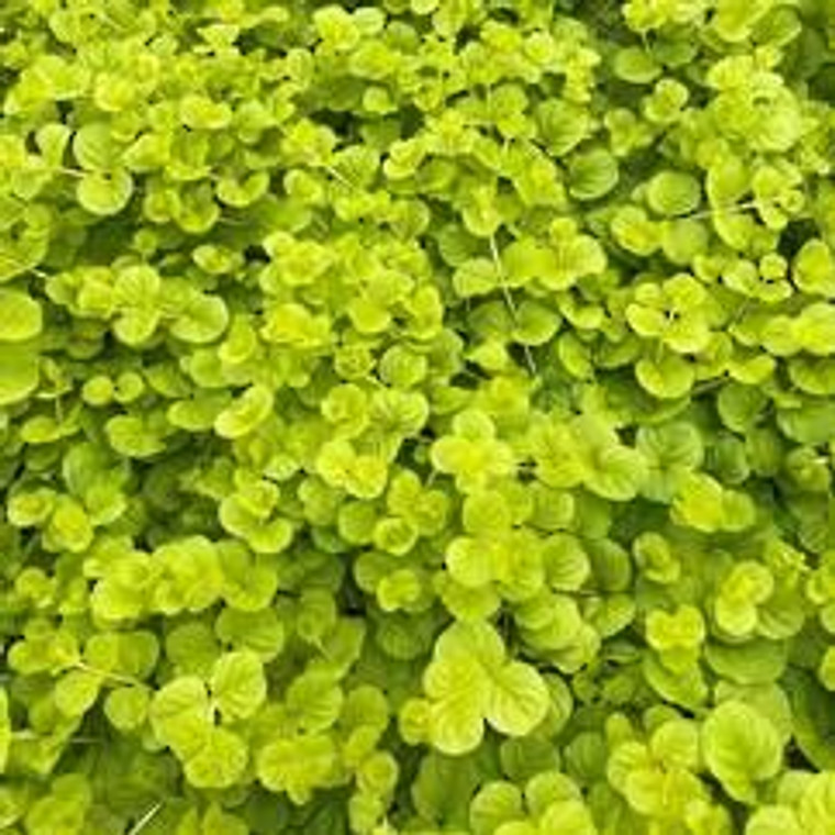 Lysimachia nummularia 'Aurea' 2.5L (76898) 2.5L