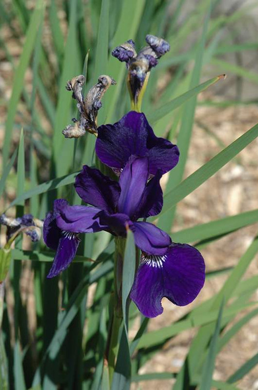 Iris sibirica 'Caesar's Brothe 2.5L