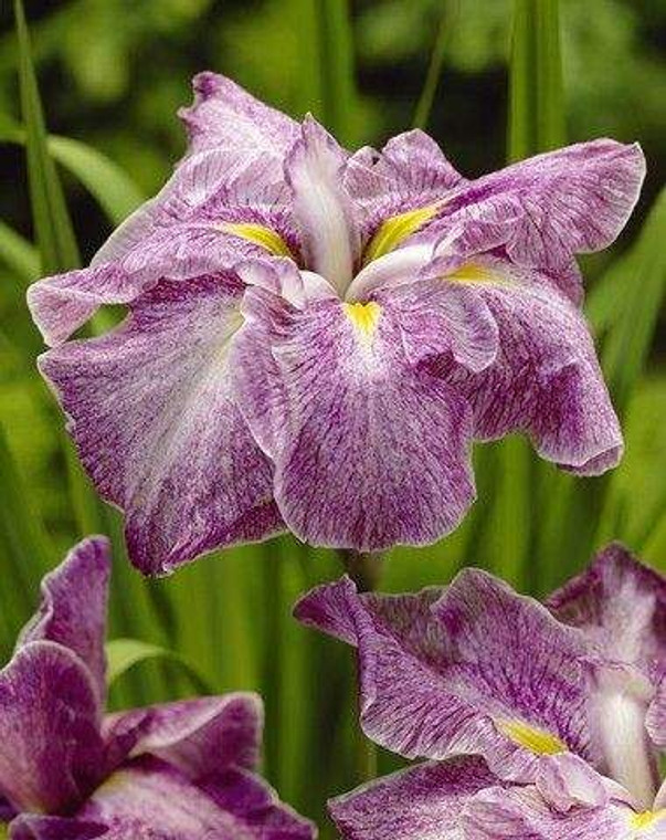 Iris japanese 'Tokio' 3L
