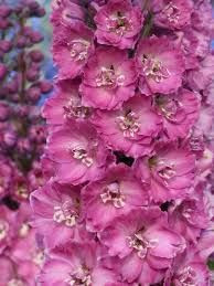Delphinium 'Sweethearts' 1.25L
