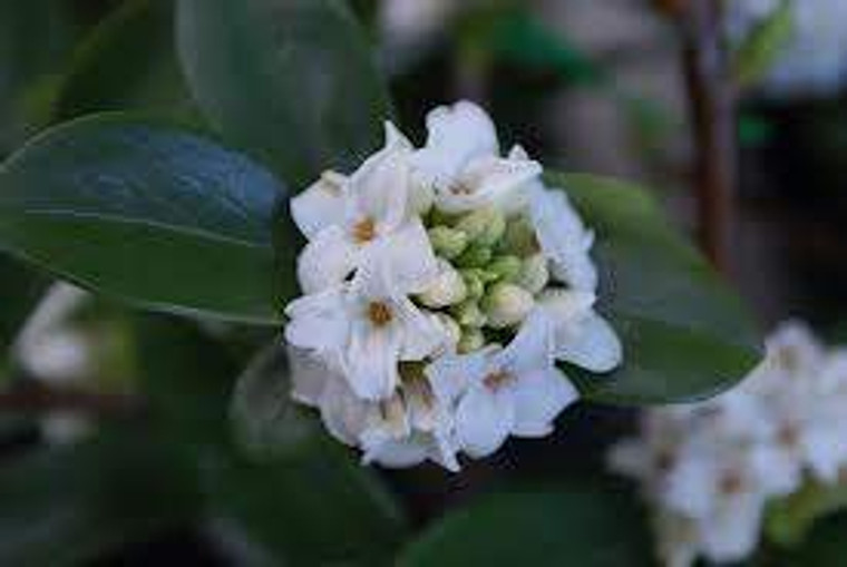 Daphne odora 'Leucanthe Alba' 4L