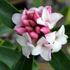 Daphne odora 'Leucanthe' 2L