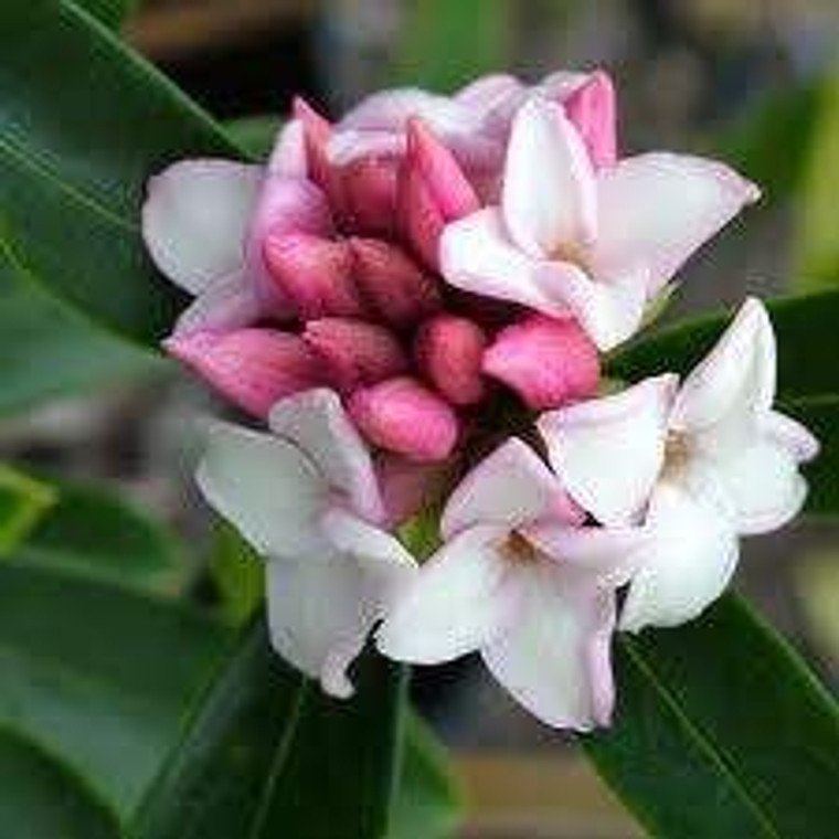 Daphne odora 'Leucanthe' 4L