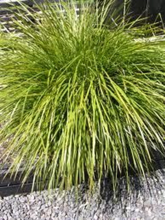 Lomandra 'Little Pal' 7cm