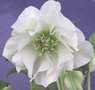 Helleborus o 'Betty Ranicar' 1L