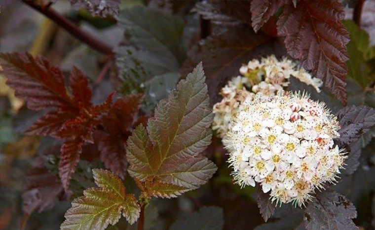 Physocarpus 'Shady Lady' 3.5L