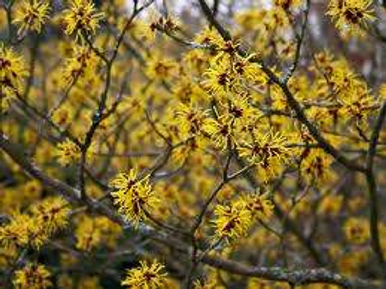 Hamamelis 'Arnold Promise' PB 18