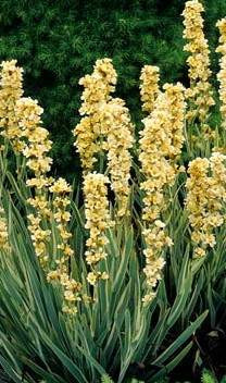 Sisyrinchium s 'Variegatum' 2.5L