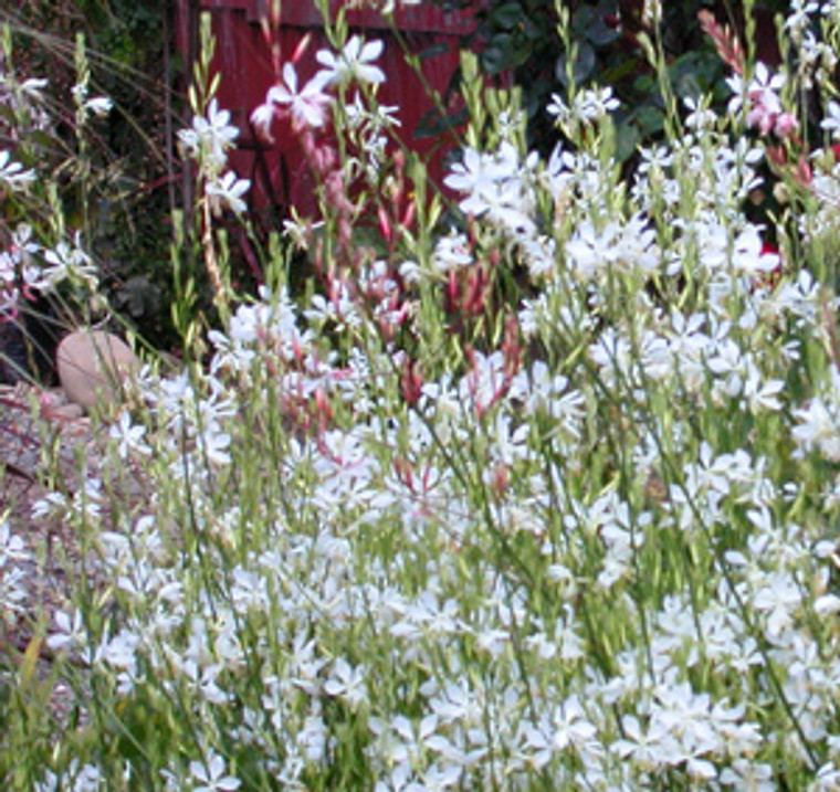 Gaura lindheimeri 'So White' 14cm