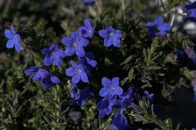 Lithodora 'Grace Ward' 14cm